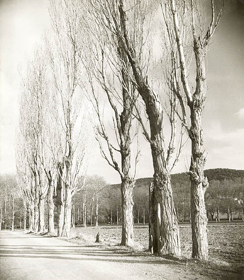 Trees Near Aix-en-Provence, France