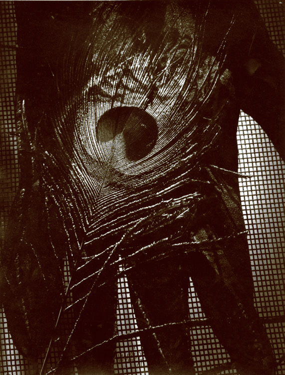 Vilem Kriz - Peacock Feathers and Figure Vilem Kriz - Peacock Feathers and Figure