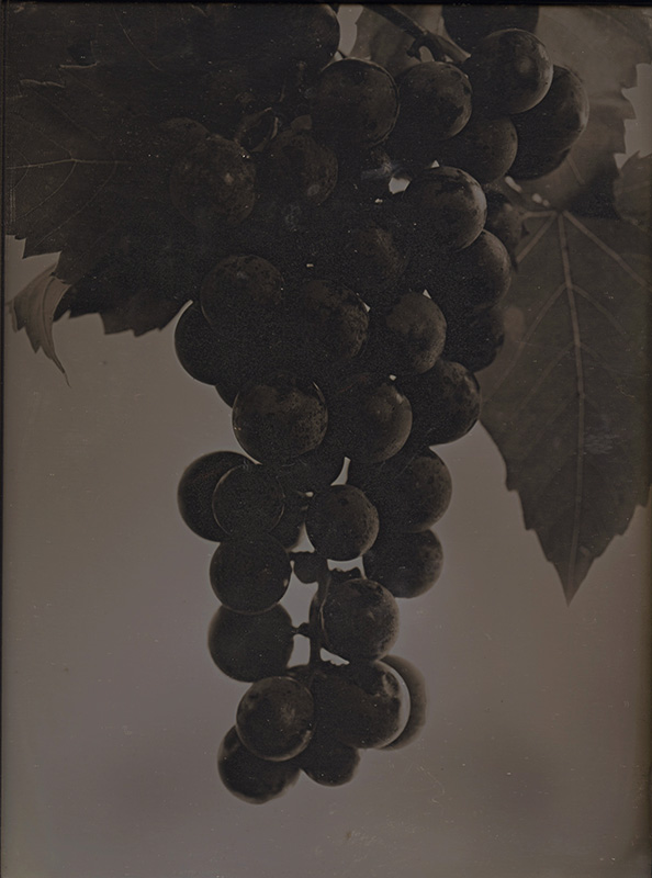 Jerry Spagnoli - Cabernet Grapes Jerry Spagnoli - Cabernet Grapes