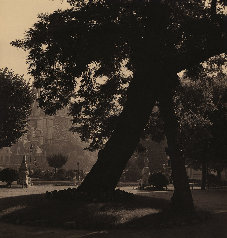 Albert Monier - Tree and Notre Dame, Paris