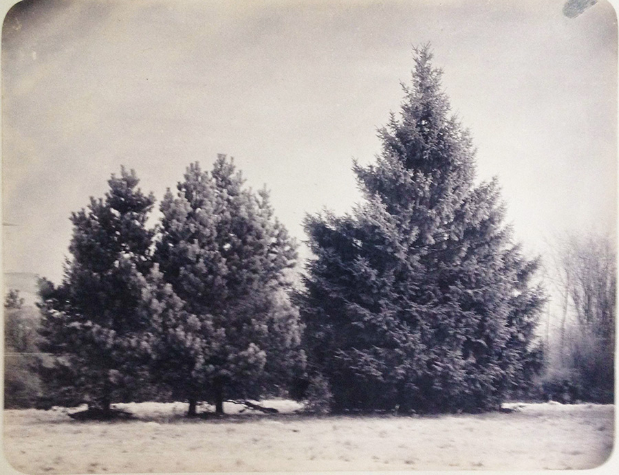 Scherer and Nabholz - Pushkin Forest near Moscow