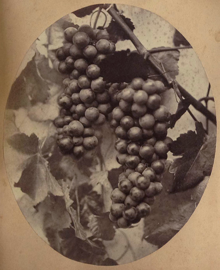 Constant Alexandre Famin - Wine Grapes Constant Alexandre Famin - Wine Grapes