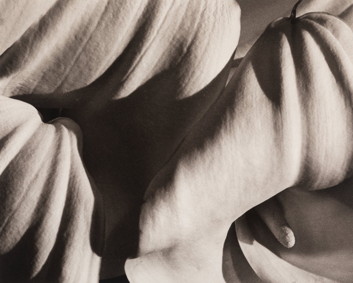 Horst P. Horst - Richardia Africana (Calla Lily)