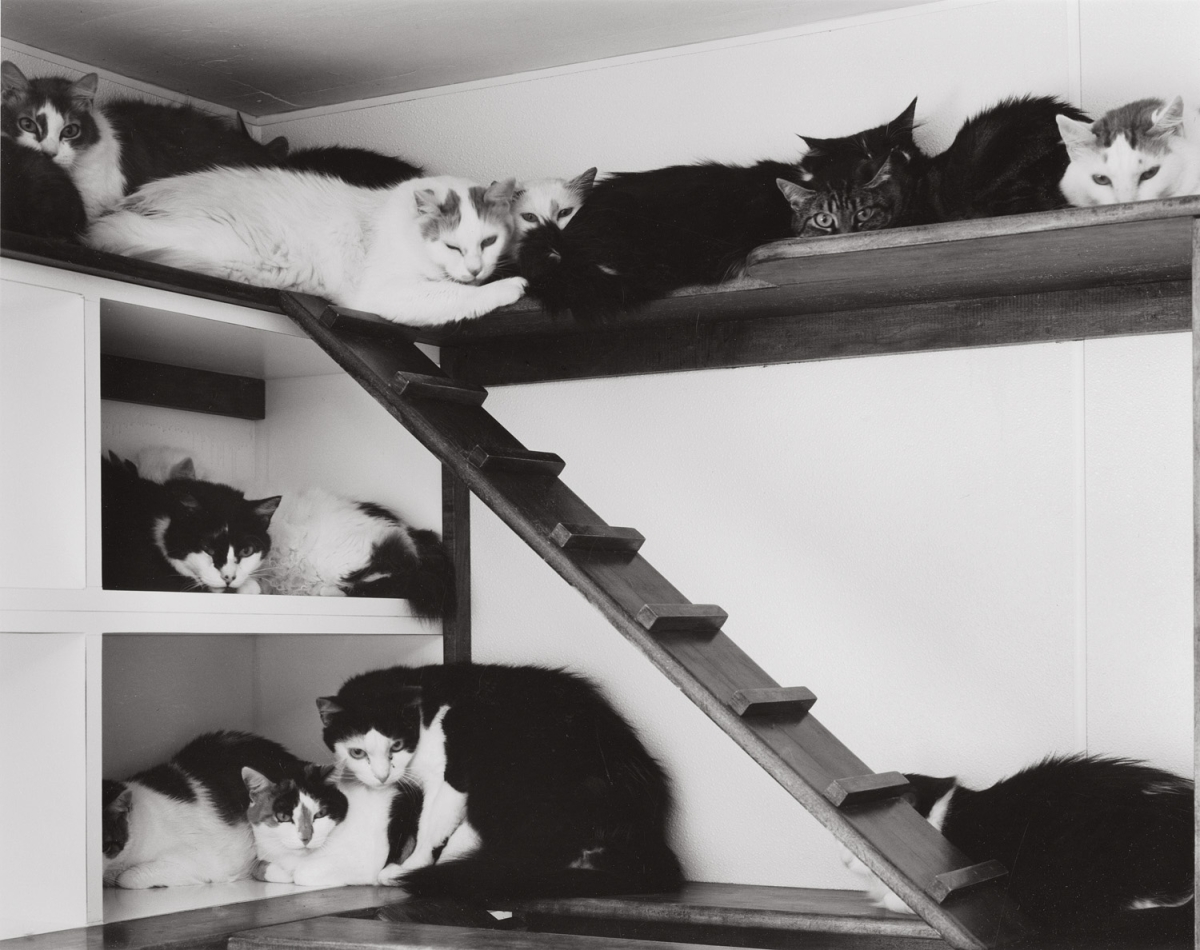 Paula Chamlee - Feral, Santa Clarita, California, 2002 Paula Chamlee - Feral, Santa Clarita, California, 2002