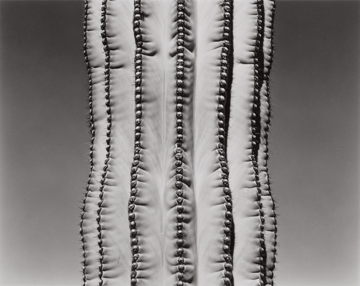 Paula Chamlee - Cataviña, Baja California, Mexico, 2003 Paula Chamlee - Cataviña, Baja California, Mexico, 2003