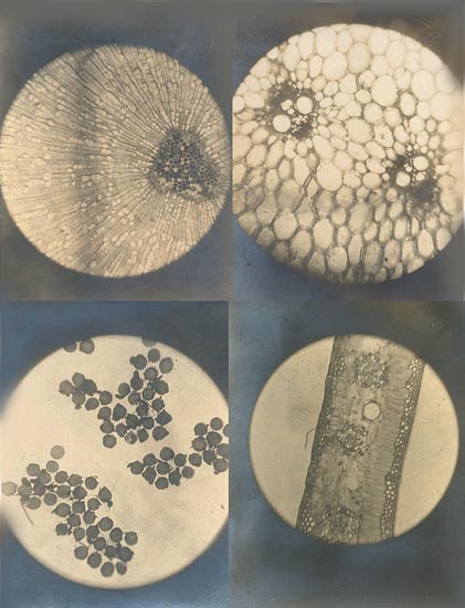 Eight Microscopic Views