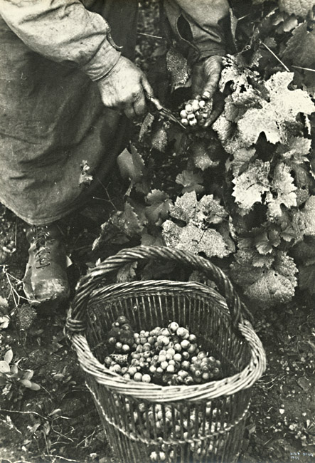 Ilse Bing - Harvesting Champagne Grapes by Hand