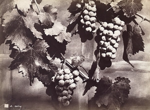 Charles Hippolyte Aubry: Vines and Grapes. Albumen print from wet plate negative, 10-3/8 x 13-3/8 in. (265 x 340 mm), 1864c.