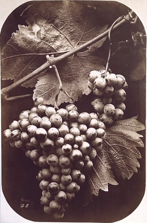 Charles Hippolyte Aubry: A Bunch of Grapes. Albumen print from wet plate negative, 13-3/8 x 10-3/8 in. (340 x 265 mm), 1864c/1864c, on original mount.